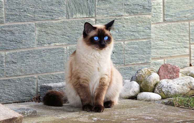 gatto siamese