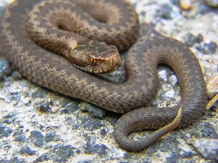 Vipera