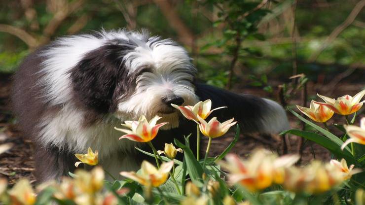 Berded Collie tra i fiori