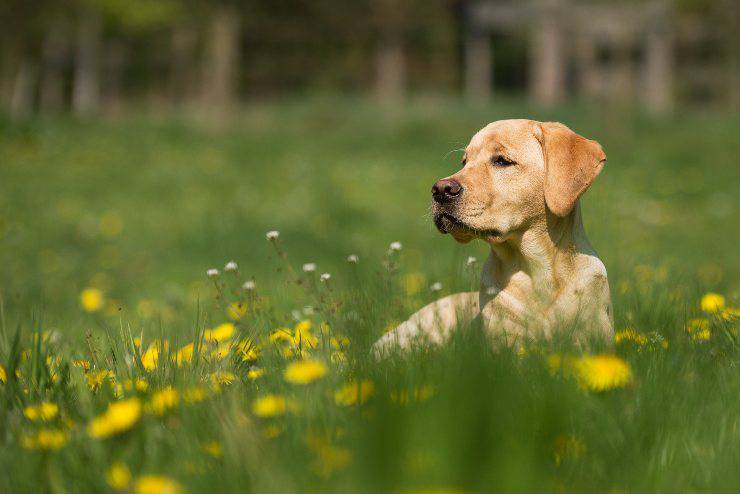 Cagnolini che scavano di più nel giardino