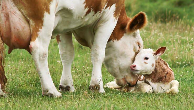 vitello con madre
