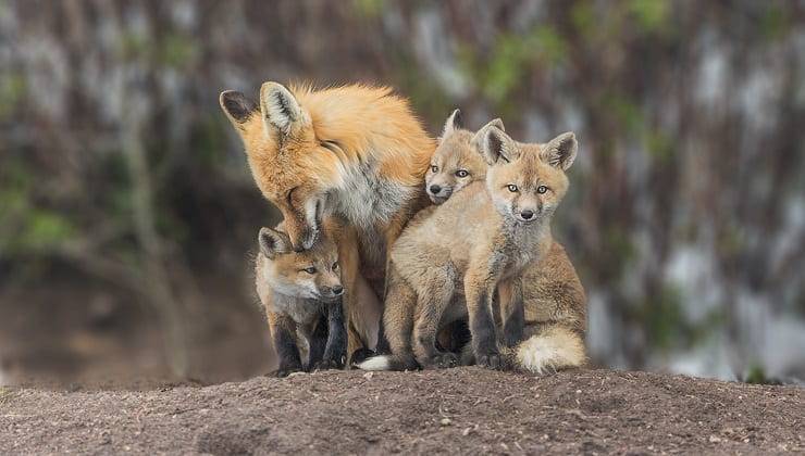 volpe rossa con cuccioli mamme in natura