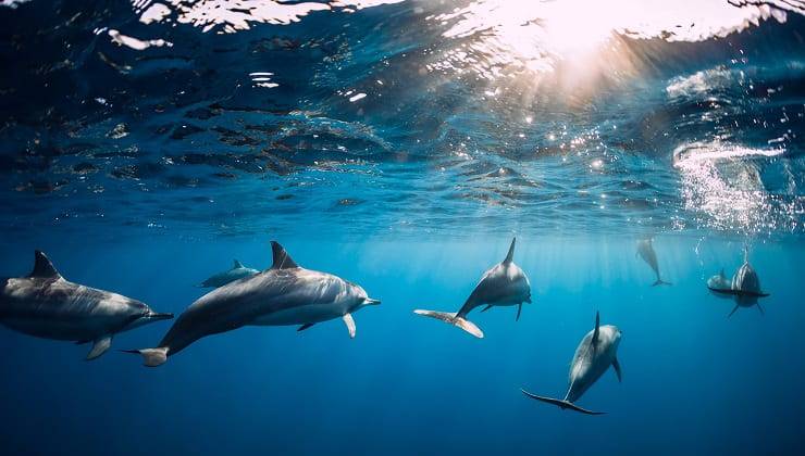 famiglia di delfini