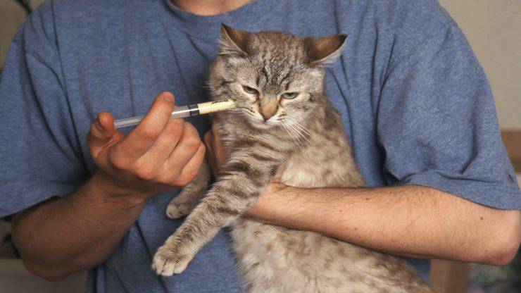 Alimentazione forzata del gatto