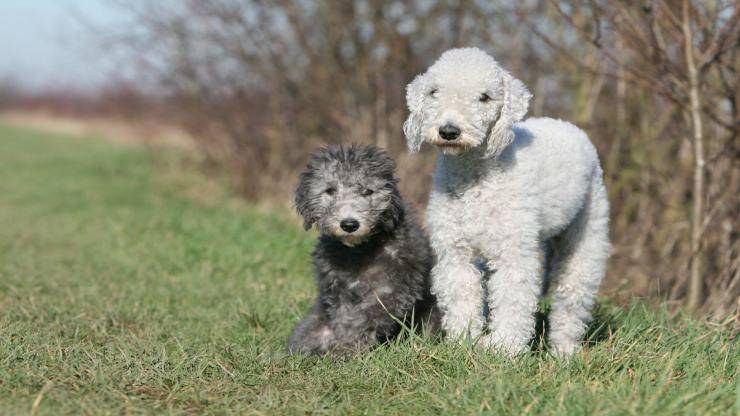 Razze compatibili col Bedlington Terrier