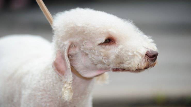 Cura del pelo del Bedlington Terrier
