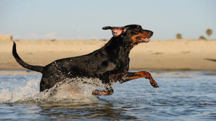 Alimentazione del Black and Tan Coonhound