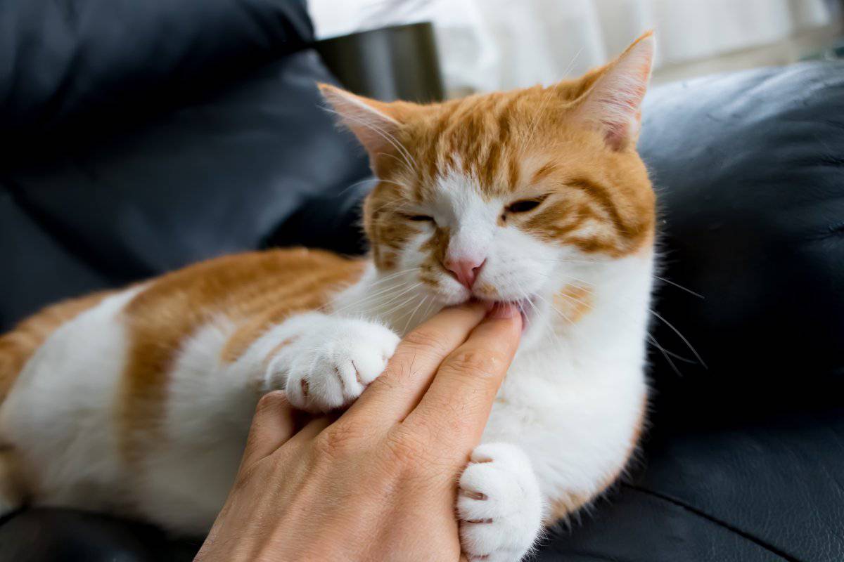 Come Si Dice Quando Un Gatto è Arrabbiato