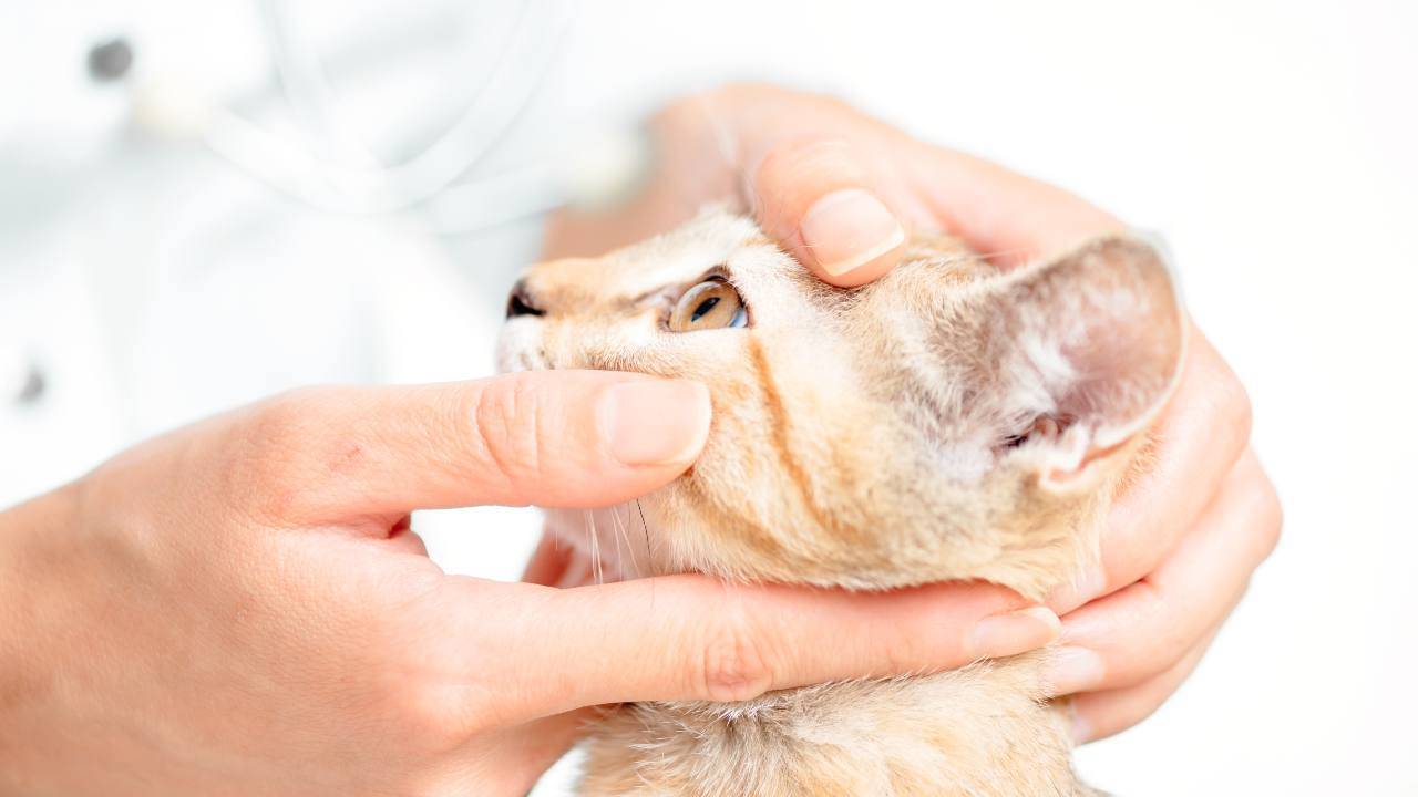 Distrofia corneale nel gatto