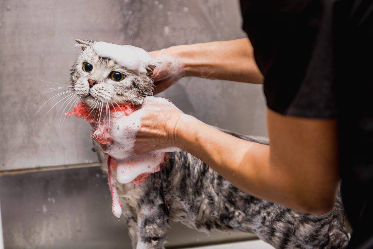 Lavare gattino con shampoo
