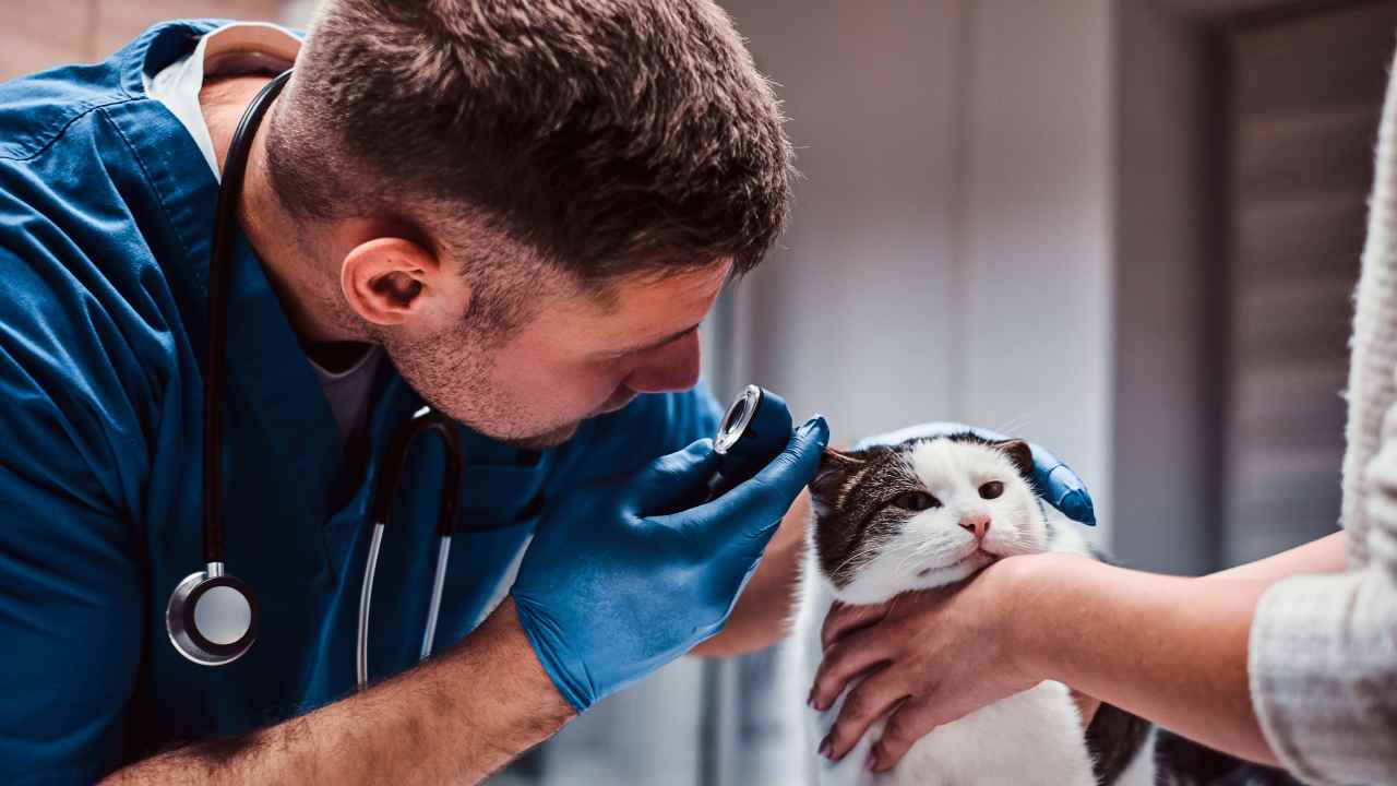 Polipi nasofaringei nel gatto