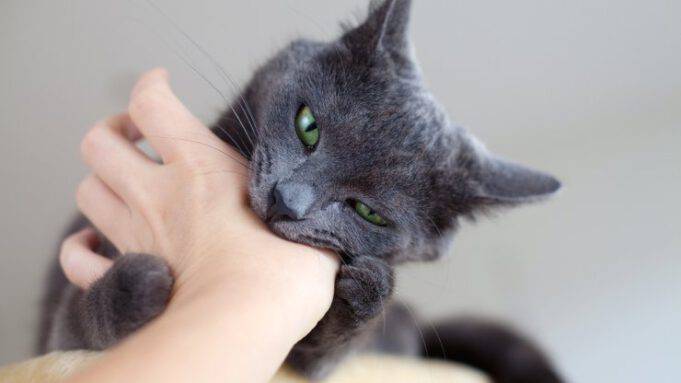 Come Si Dice Quando Un Gatto è Arrabbiato