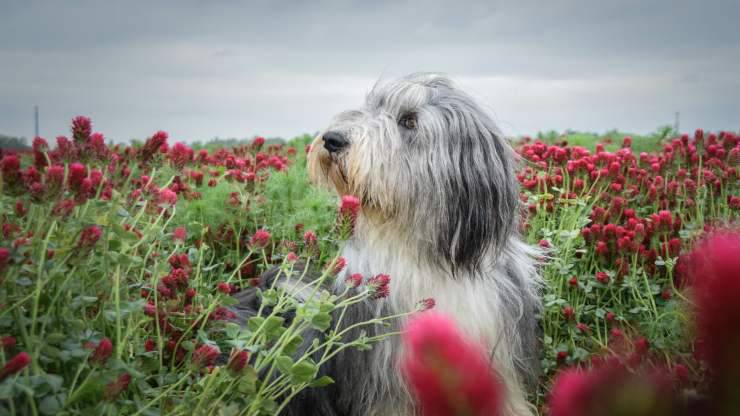 Curiosità sul Bearded Collie