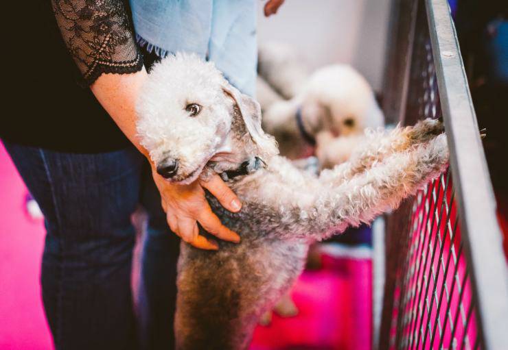 Razze compatibili col Bedlington Terrier