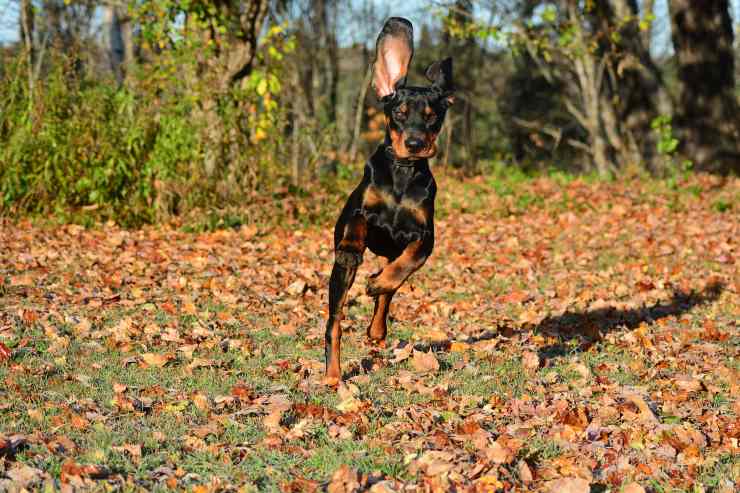  Black and Tan Coonhound