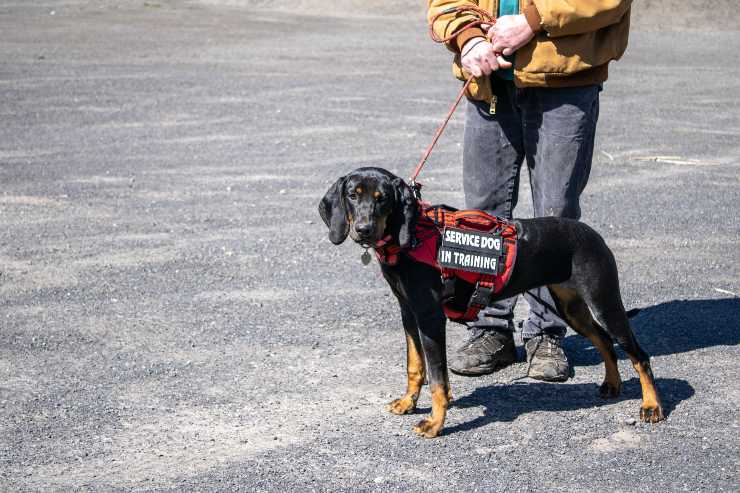 Black and Tan Coonhound: cane segugio