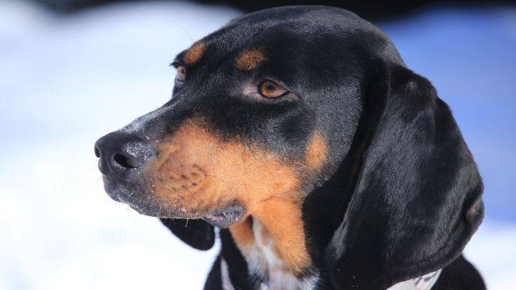 Cura del pelo del Black and Tan Coonhound