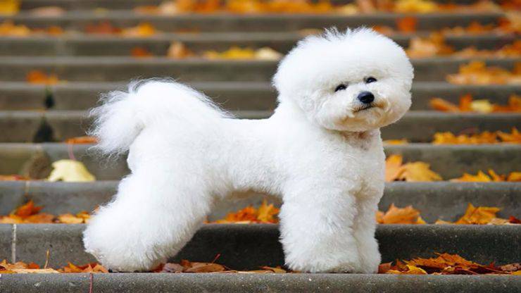 Adottare un Bichon a poil frisé