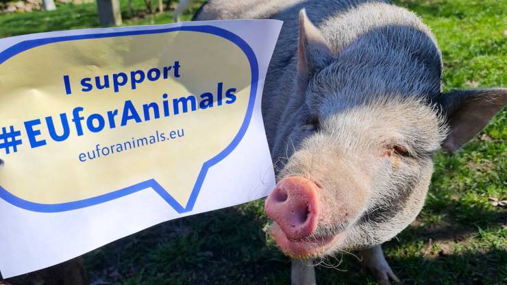 Campagna Euforanimals