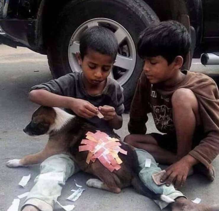 bambini cerotti cane ferito