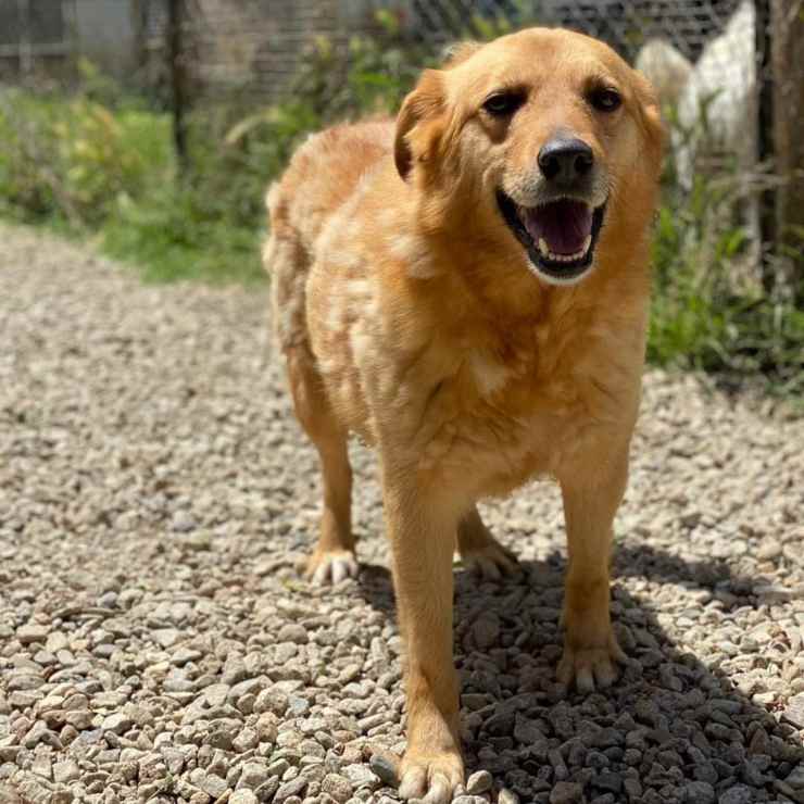 Cane Bella Cerca Famiglia