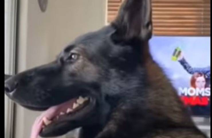 Cane Ex Poliziotto Lista Spesa Reazione Video