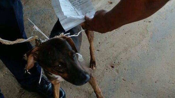 Cane Carcere Postino Detenuti 