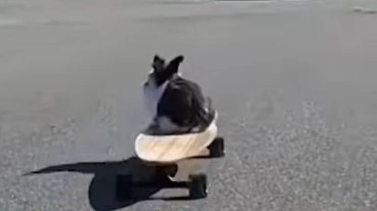 Coniglio Cookie Skate Video