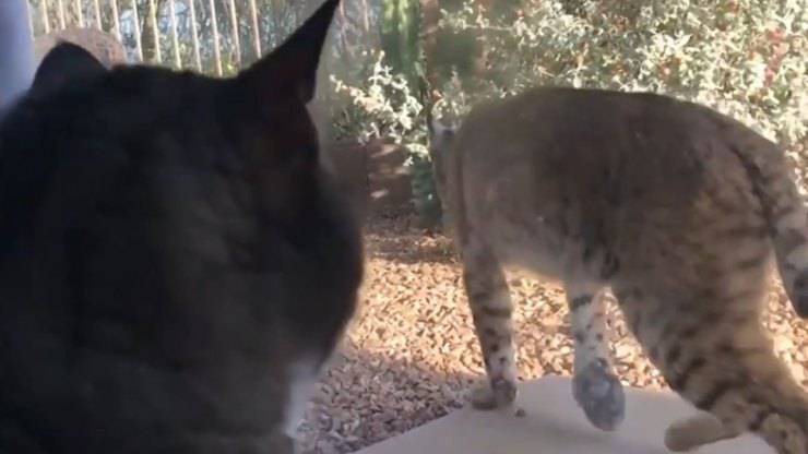 Gatto Lince Finestra Video