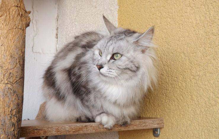 kurilian Bobtail