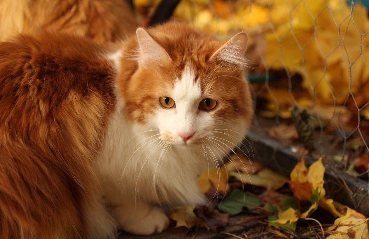 Kurilian Bobtail