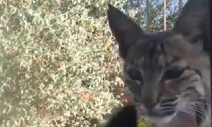 Gatto Lince Finestra Video