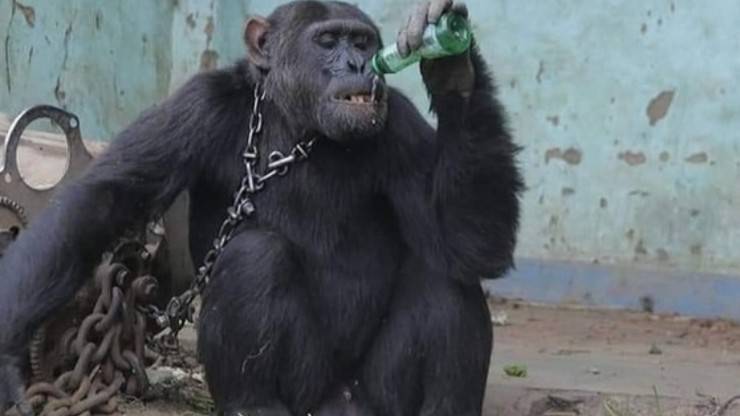 Scimpanzé Tarzan Libero