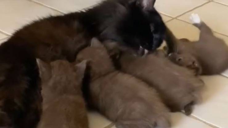 Mamma Gatta Gattini Colore Pelo Raro