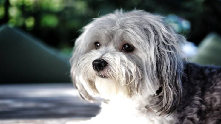 Curiosità sul Bichon Havanese