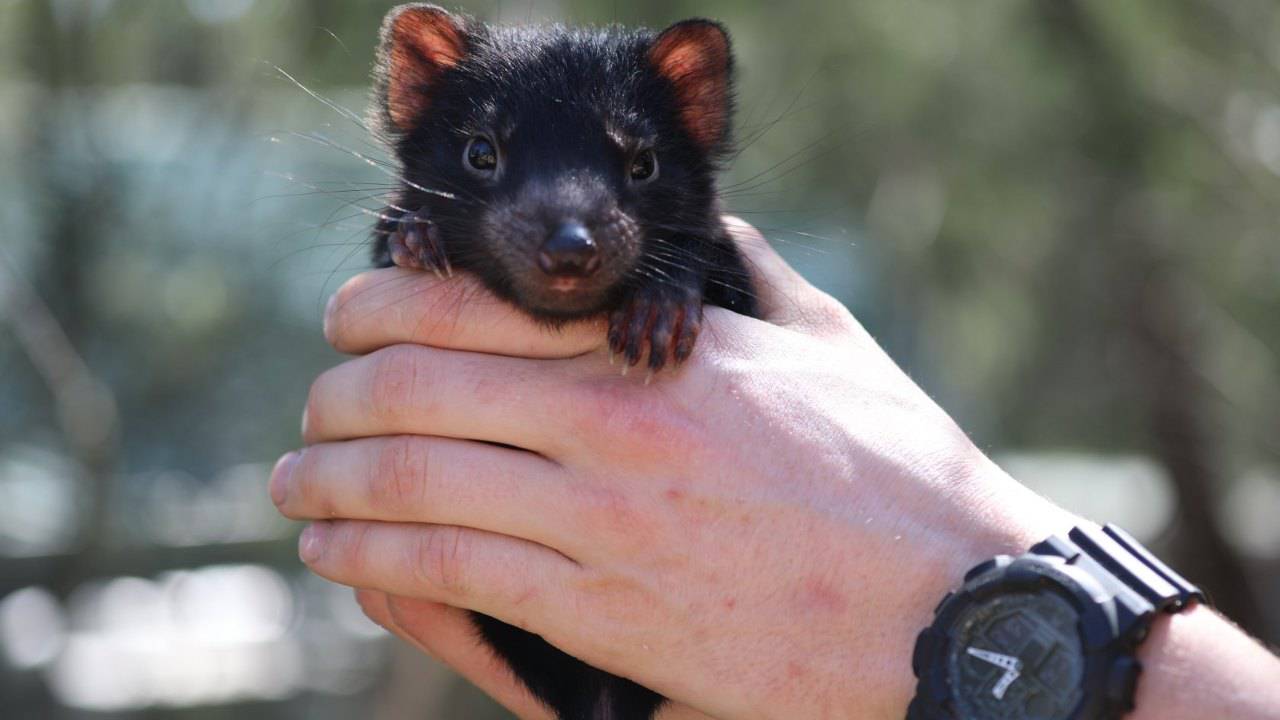 Come Si Chiama Il Diavolo Della Tasmania