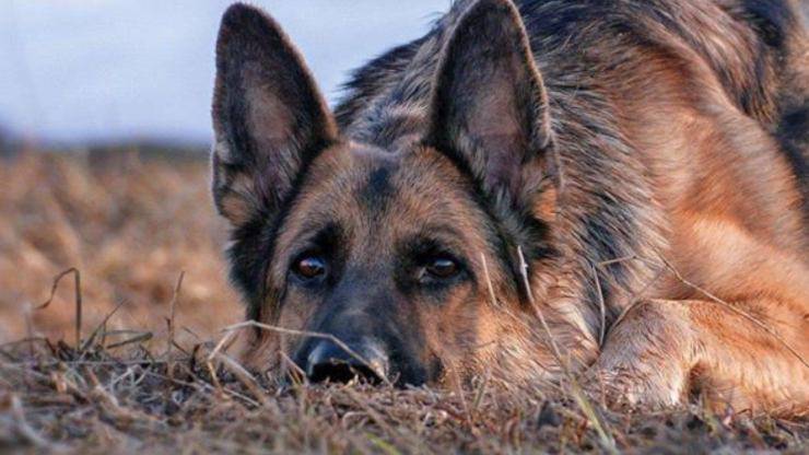 Cane Dea Abbandonata Rete Sole Cocente