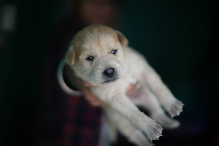 Il comportamento del cucciolo