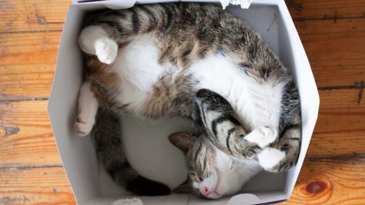 A los gatos les encantan las cajas que no existen