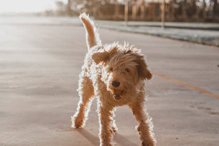 Il cane e la malattia comportamentale