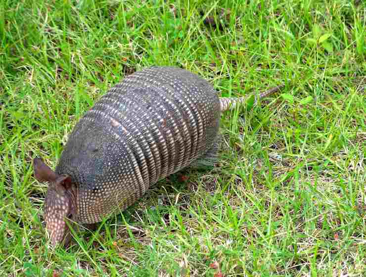 Prendersi cura dell'armadillo