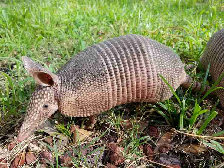 Adottare l'armadillo domestico