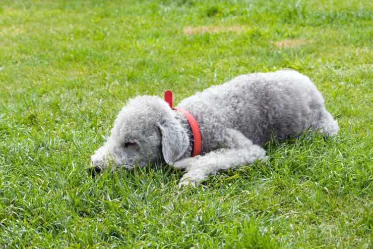 Alimentazione del Bedlington Terrier