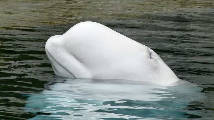 Beluga nell'acquario (Foto Pixabay)