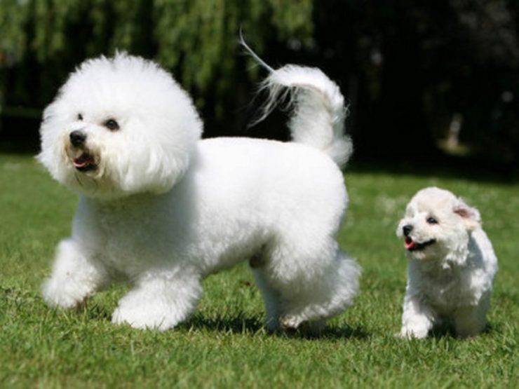 Alimentazione del Bichon à poil frisé