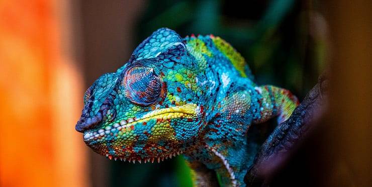 animali colorati camaleonte