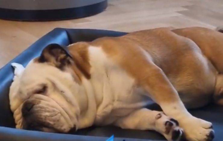 Bulldog a riposo (Foto video)