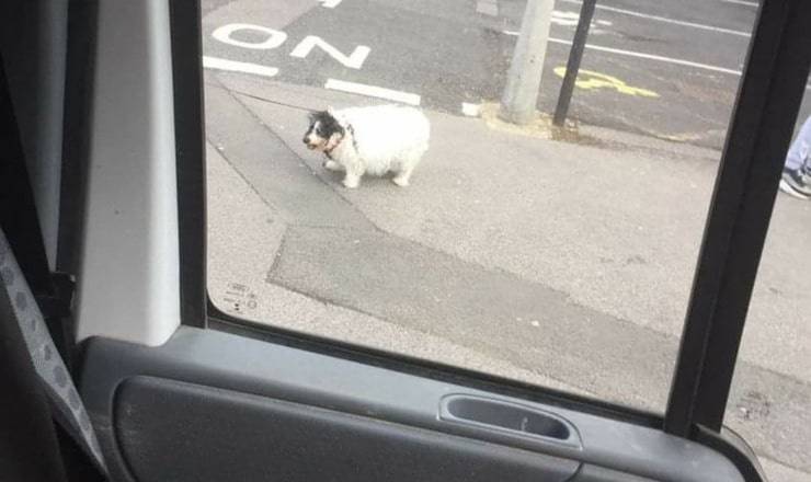 la fotografia scattata dall'uomo che pensava che il cane fosse molto buffo (Foto Facebook)