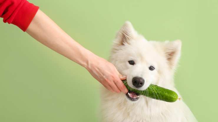 cane può mangiare cetrioli