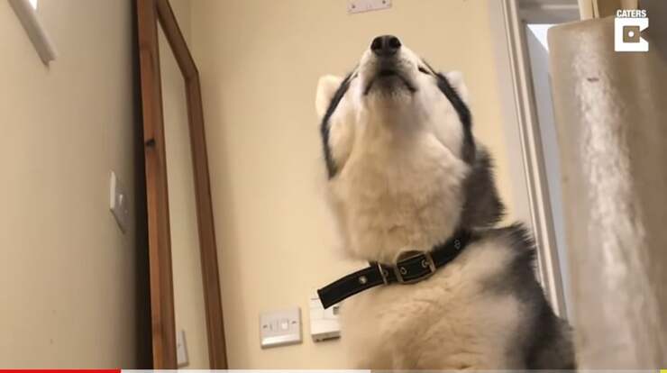 L'husky che ulula "no" perché non vuole scendere le scale (Screen Video)
